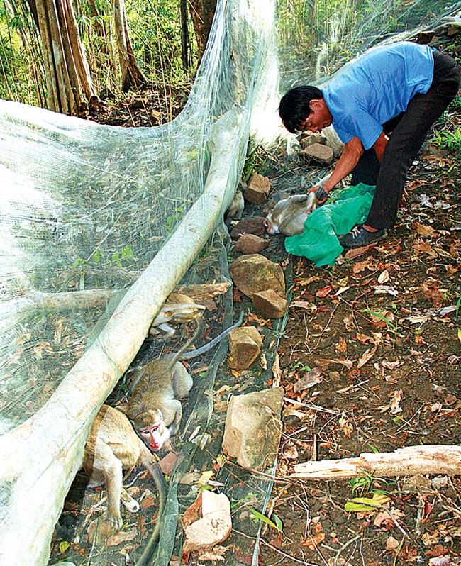 Tay săn thú bắt từng con.